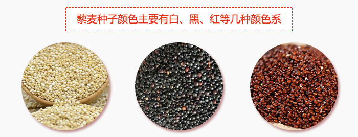 藜麥種子顏色主要有白、黑、紅等幾種顏色係，營養成分相差不大，其中白色口感好，黑、紅色口感相對差些，籽粒也較小。