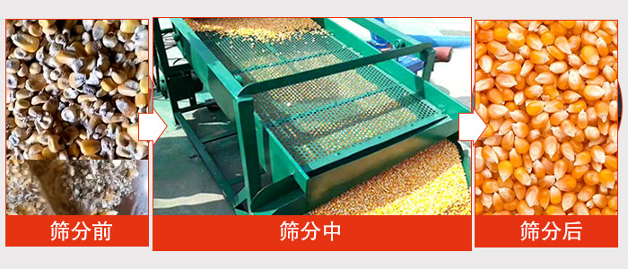 玉米篩分前後對比圖